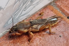 Gryllotalpa
