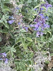 Anthidium