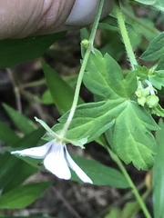 Geranium maculatum
