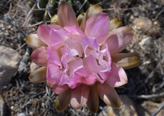Echinopsis leucantha