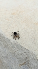 Aelurillus v-insignitus