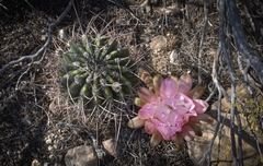 Echinopsis leucantha