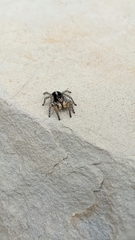 Aelurillus v-insignitus