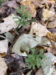 Lycopodiales