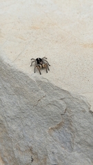 Aelurillus v-insignitus