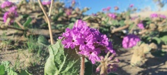 Abronia villosa villosa