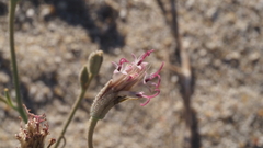 Palafoxia arida arida