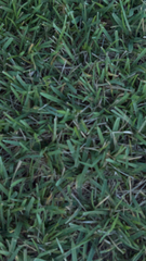 Stenotaphrum secundatum