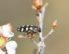 Castiarina decemmaculata