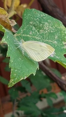Pieris rapae