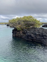 Laguncularia racemosa