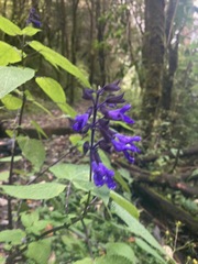 Salvia concolor