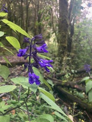 Salvia concolor