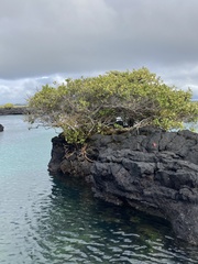 Laguncularia racemosa