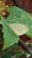 Pieris rapae