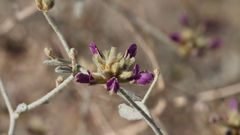 Psorothamnus emoryi emoryi