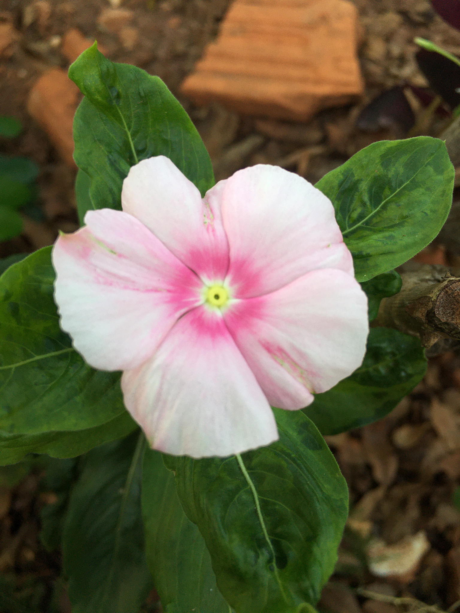 Catharanthus roseus