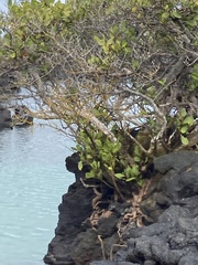 Laguncularia racemosa
