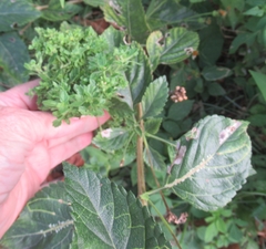 Lantana × strigocamara