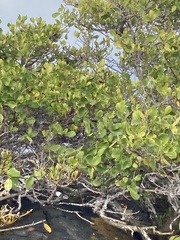 Laguncularia racemosa