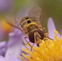 Syrphus rectus