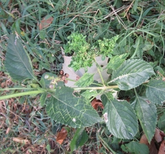Lantana × strigocamara