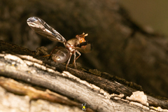 Diacrita costalis