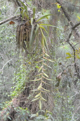 Tillandsia prodigiosa