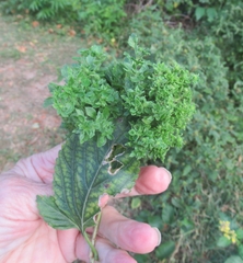 Lantana × strigocamara