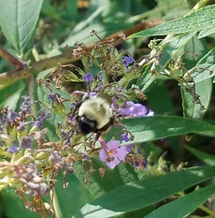 Bombus impatiens