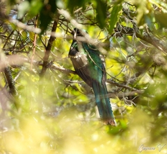 Trogon mexicanus