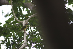 Cyclarhis gujanensis