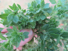 Lantana × strigocamara