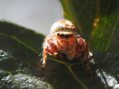 Opisthoncus quadratarius