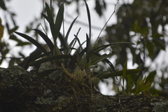 Disocactus speciosus