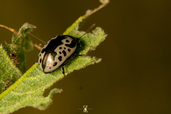 Calligrapha diversa