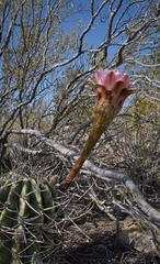 Echinopsis leucantha