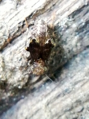 Pteroxanium kelloggi