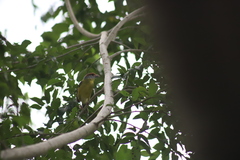 Cyclarhis gujanensis