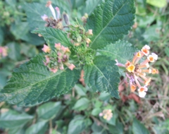 Lantana × strigocamara