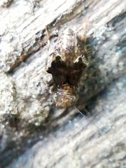 Pteroxanium kelloggi