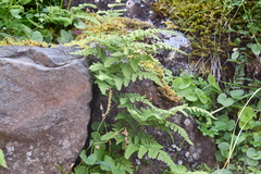 Gymnocarpium jessoense