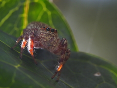 Opisthoncus quadratarius