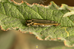 Agrilus aureus