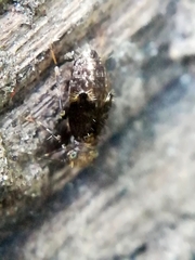 Pteroxanium kelloggi