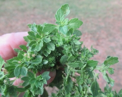 Lantana × strigocamara