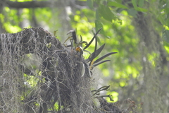 Disocactus speciosus
