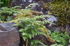 Gymnocarpium jessoense