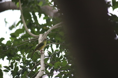 Cyclarhis gujanensis