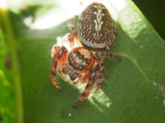 Opisthoncus quadratarius
